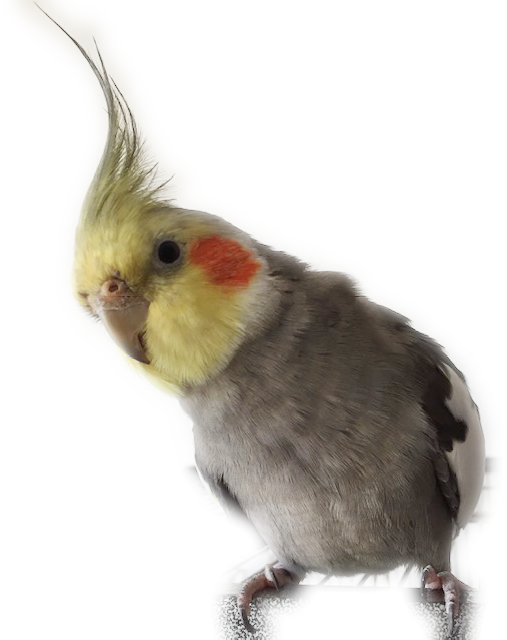 Cockatiel Diarrhea: Causes and Treatment Guide