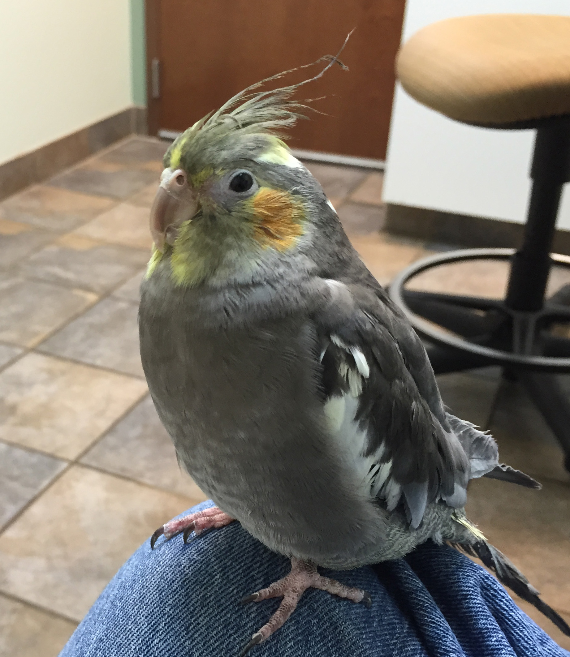 Cockatiel Dying Symptoms: Health Warning Signs