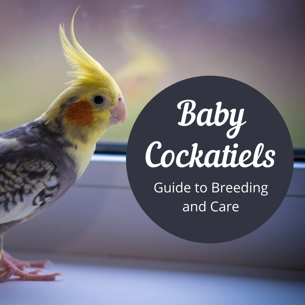 Cockatiel Eggs: Breeding & Nesting Guide