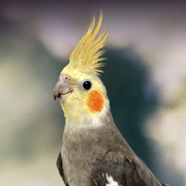 Cockatiel Facts: Fascinating Bird Species Guide