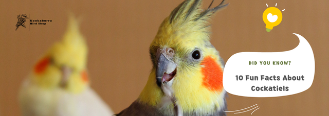 Cockatiel Intelligence: Understanding Bird Smarts