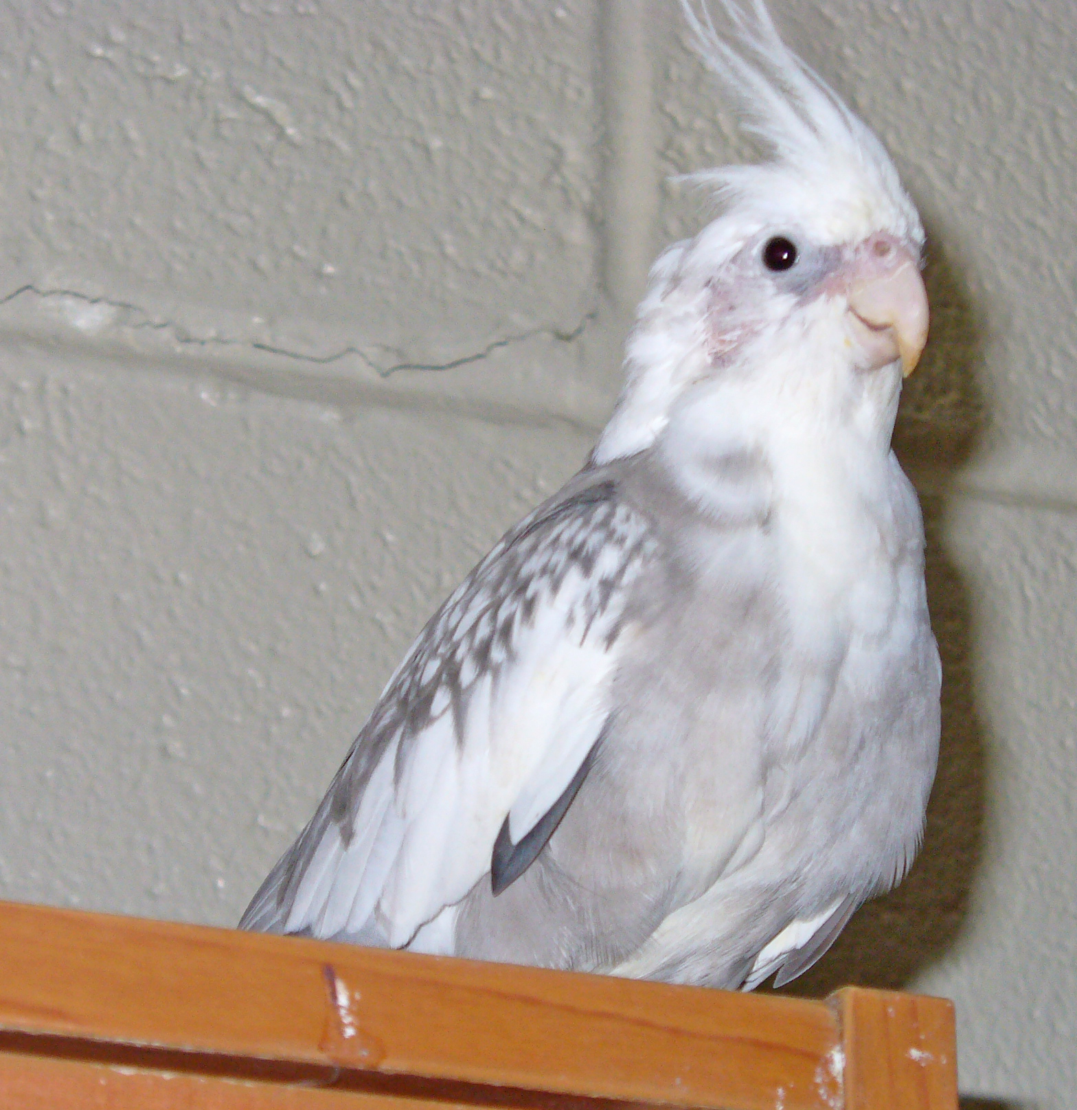 Cockatiel Laying Eggs: Complete Care Guide