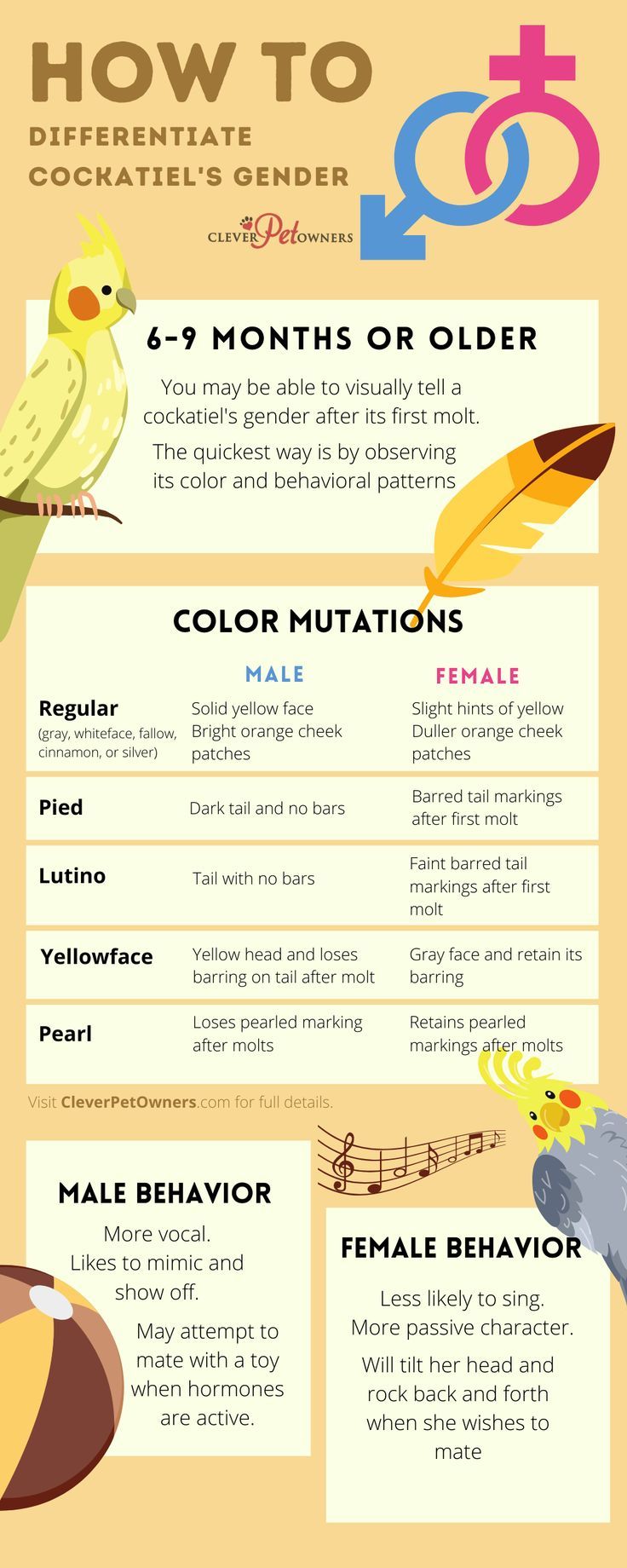 Cockatiel Male or Female: Visual Identification Guide