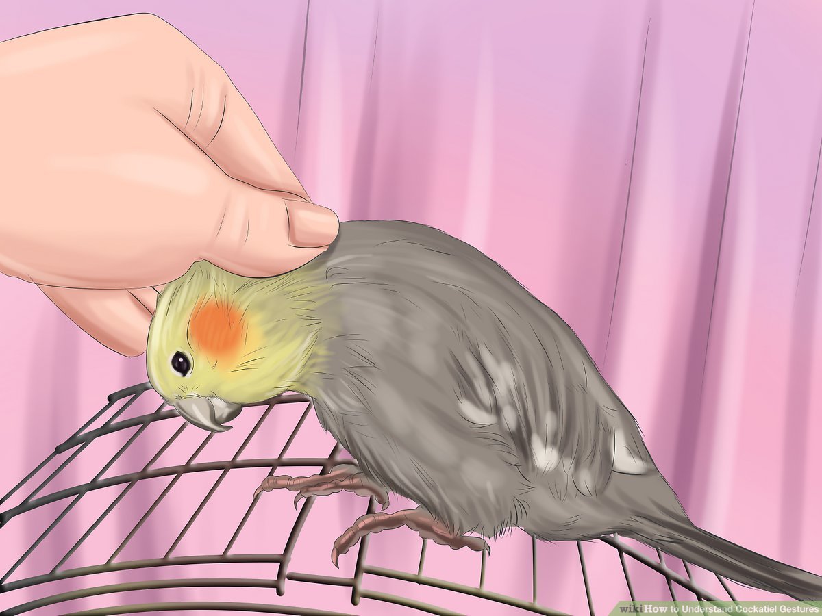 Cockatiel Mating Call: Understanding Bird Behavior