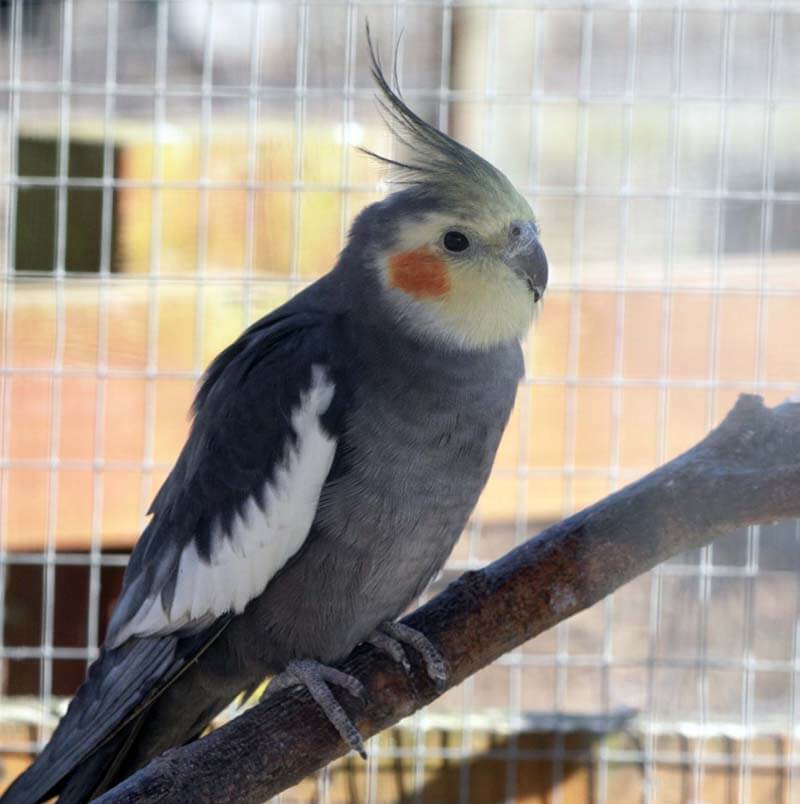 Cockatiel Molting: Care Guide During Feather Loss