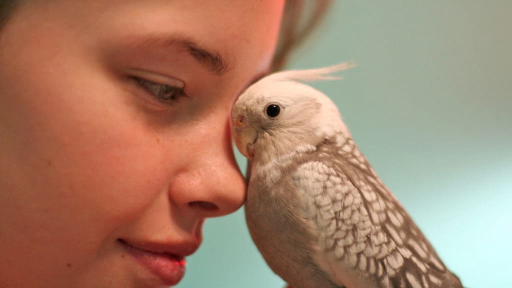 Cockatiel Noises: Understanding Their Meaning