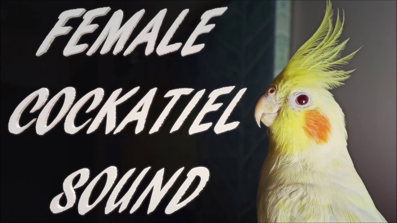 Cockatiel Sounds: Understanding Your Bird's Language