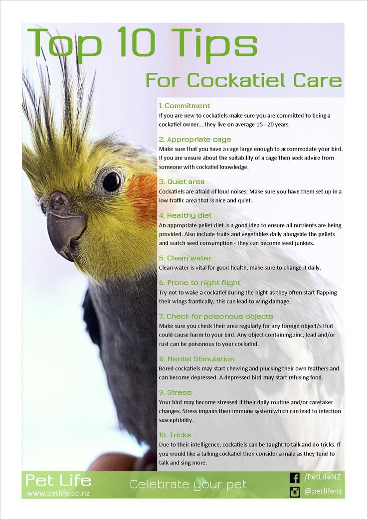 Cockatiel Training: Essential Tips for Success