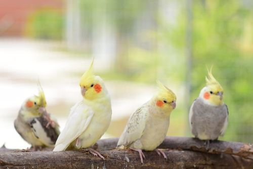 Cockatiel vs Budgie: Which Pet Bird Suits You Best