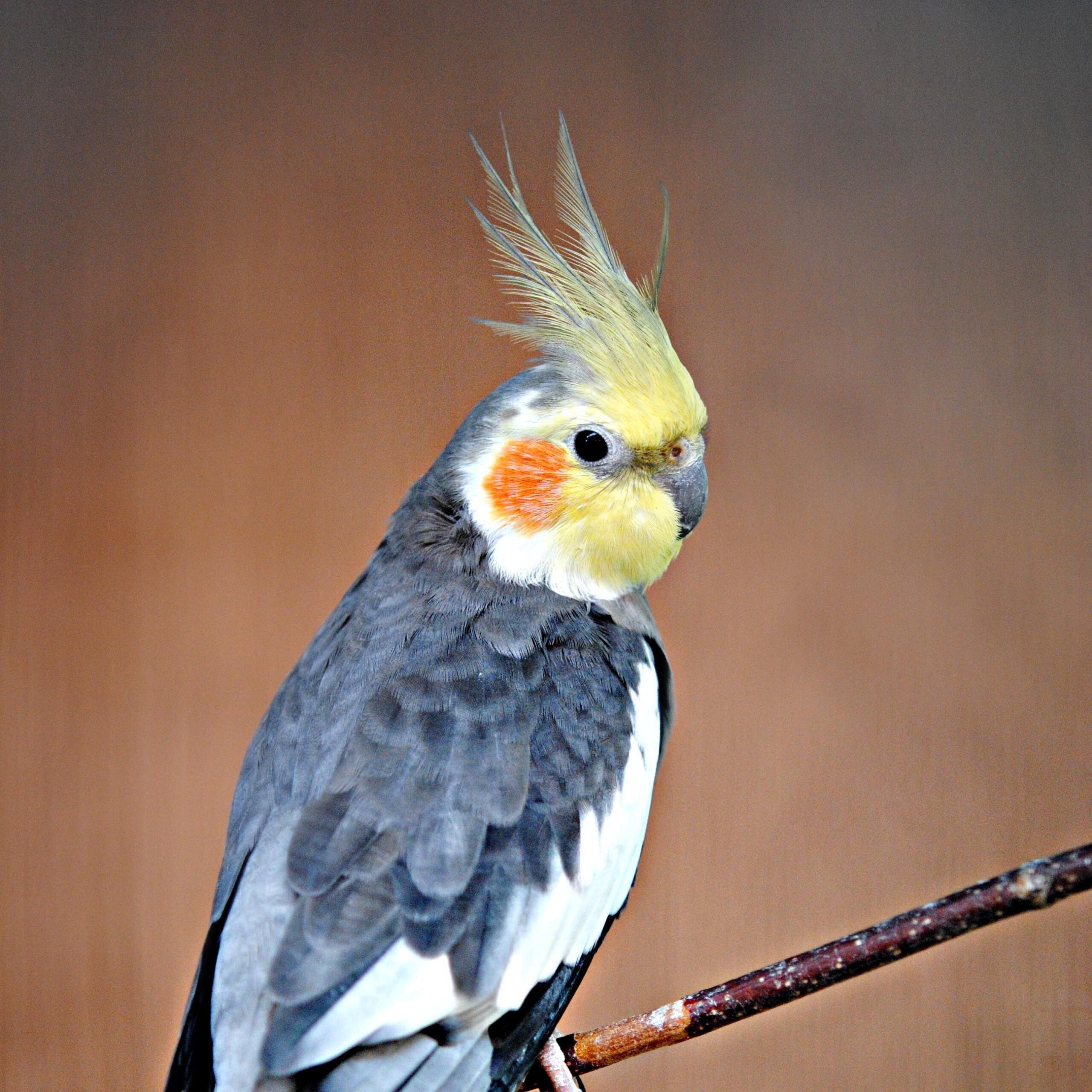 Cockatiel vs Conure: Comparing Popular Pet Birds