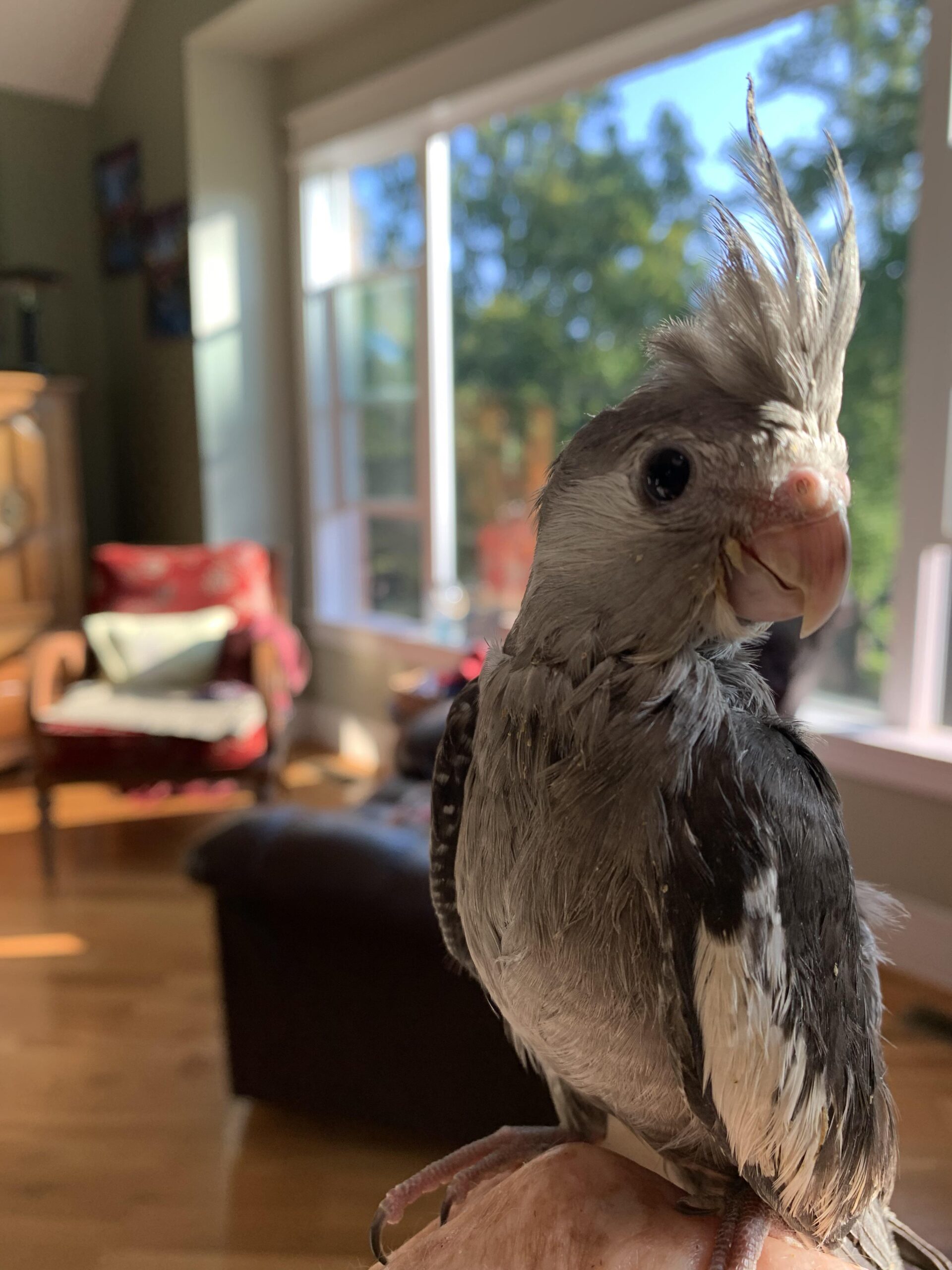 Cockatiel Yawning: What It Means for Your Bird