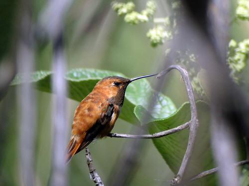 Common Hummingbird Diseases: Prevention Guide