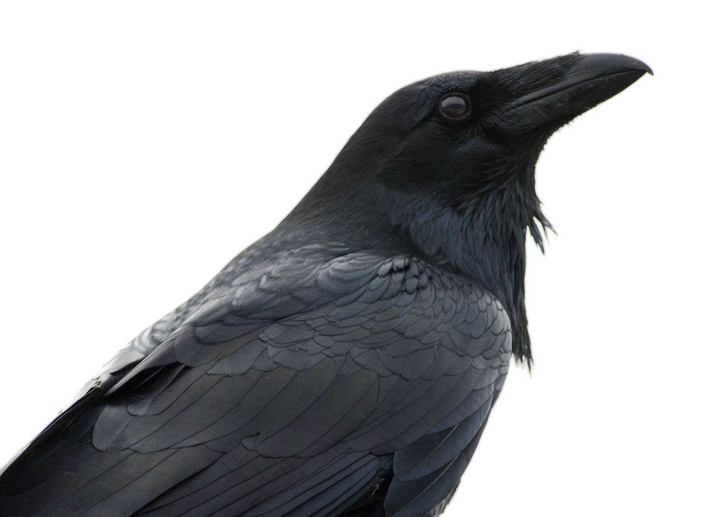 Difference Between Ravens and Crows: Key Features