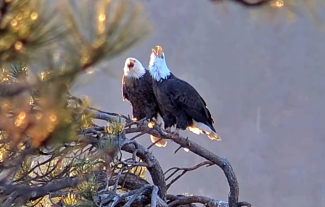 Do Bald Eagles Mate for Life? Bond Patterns Explained