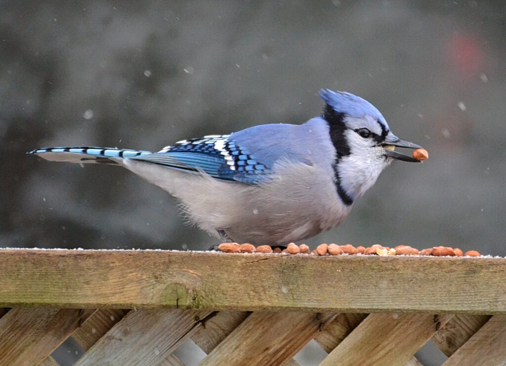 Do Blue Jays Eat Other Birds? Truth About Their Diet