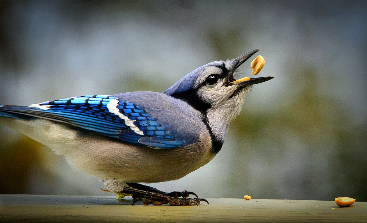 Do Blue Jays Eat Peanuts? Safe Feeding Guide