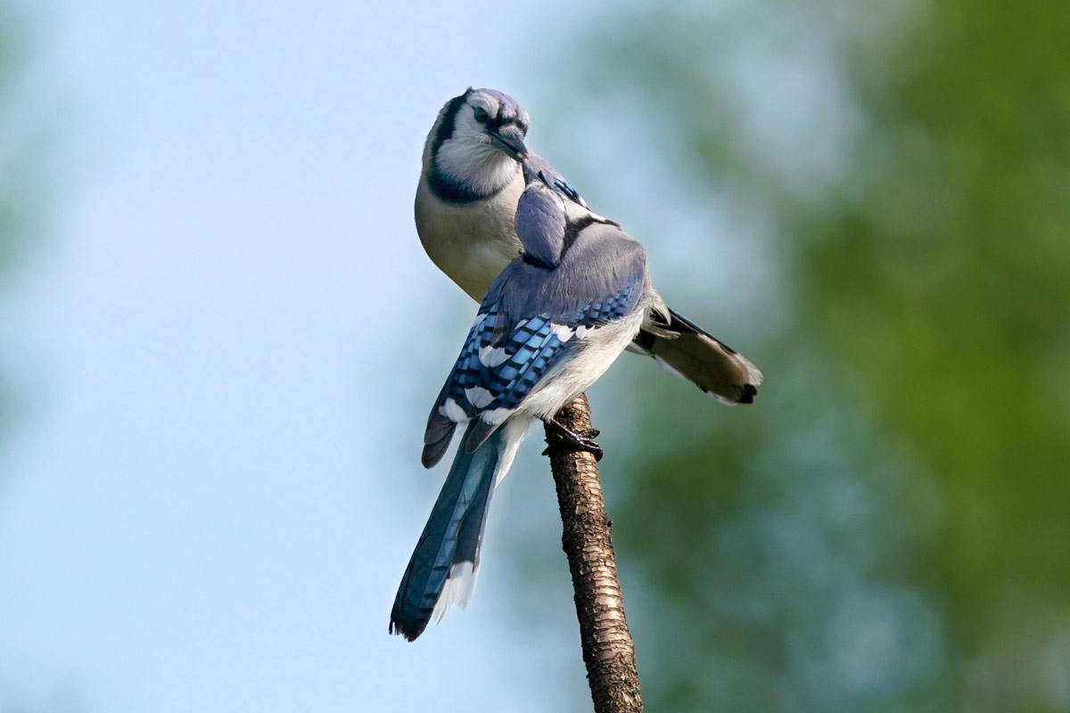 Do Blue Jays Mate for Life? Pair Bonding Explained