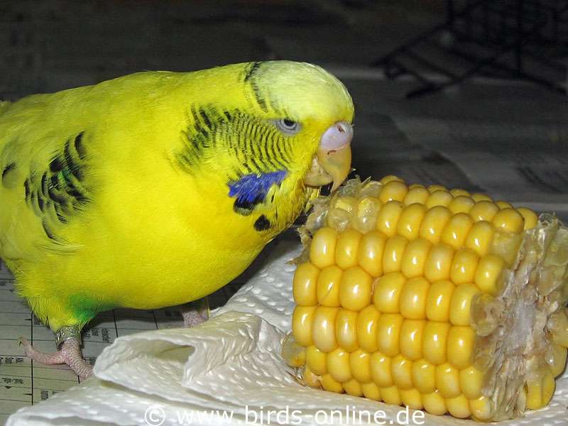 Do Budgies Eat Beans: Safety Considerations