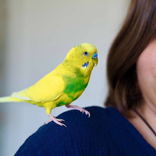 Do Budgies Eat Berries: Complete Safety Guide