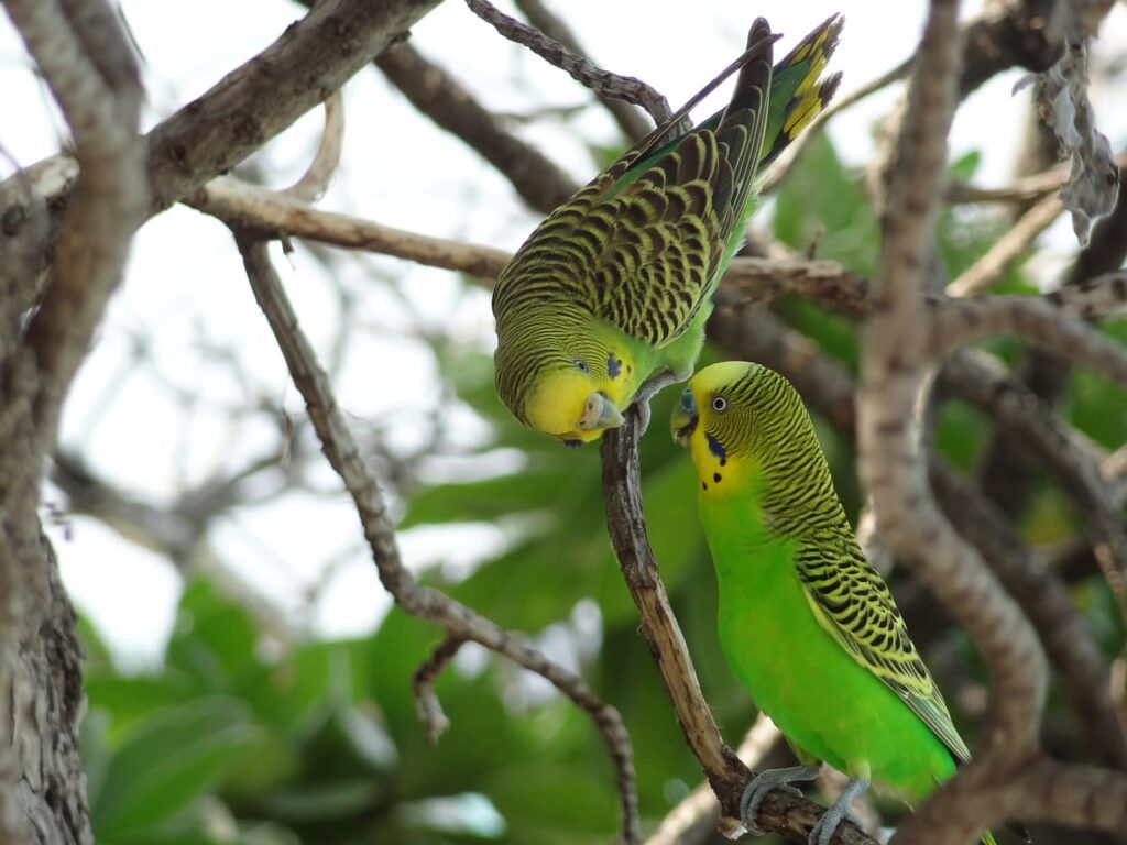 Do Budgies Eat Bread: Health Considerations