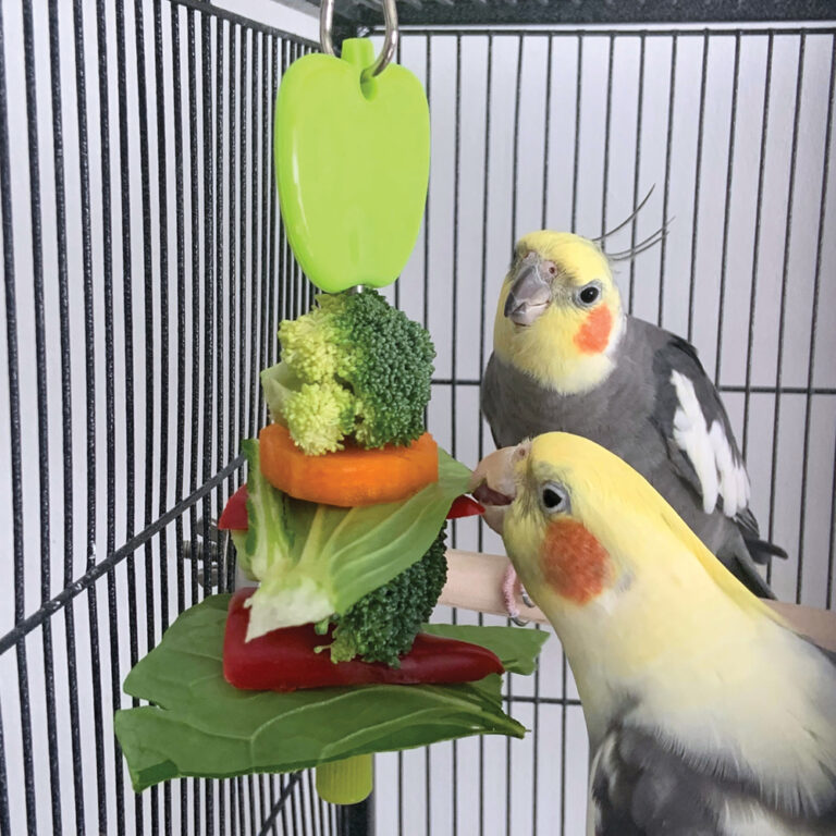 Do Budgies Eat Broccoli: Serving Suggestions