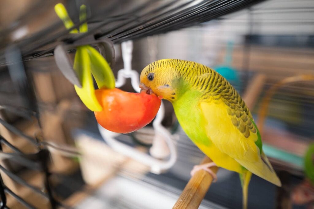 Do Budgies Eat Carrots: Healthy Feeding Guide