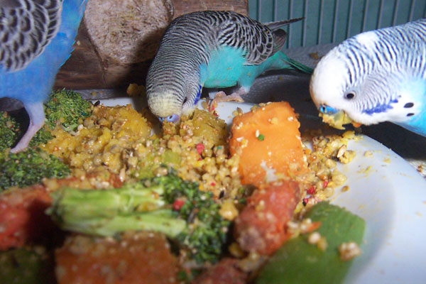 Do Budgies Eat Cheese: Dairy Guidelines