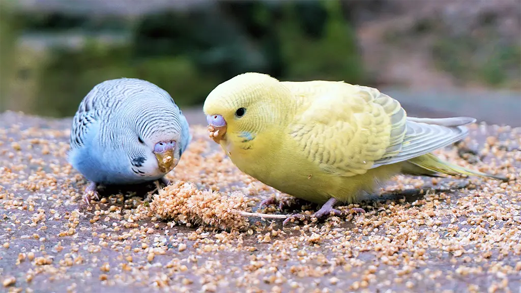 Do Budgies Eat Cucumbers: Fresh Veggie Guide