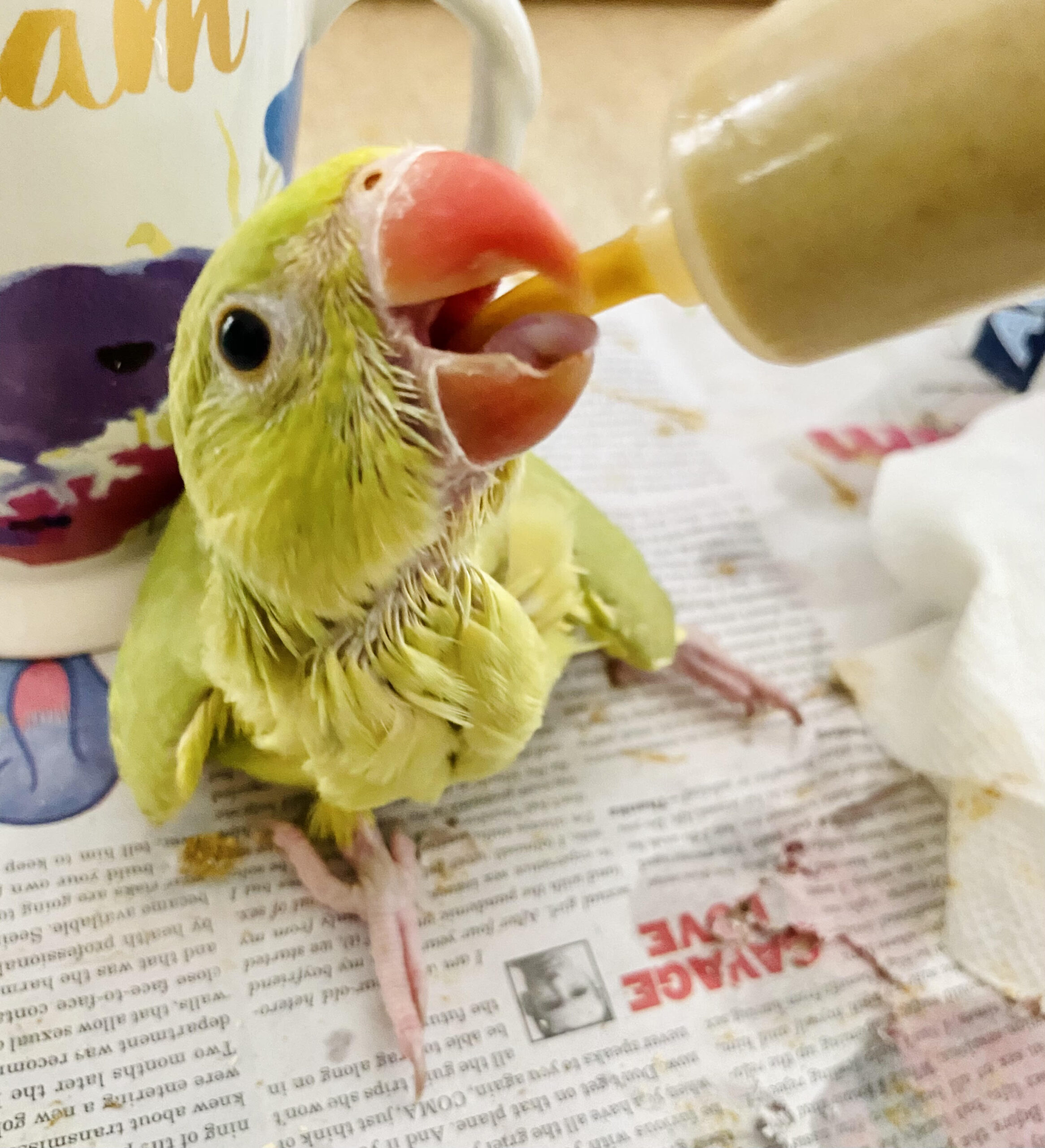 Do Budgies Eat Egg Food: Breeding Diet Guide