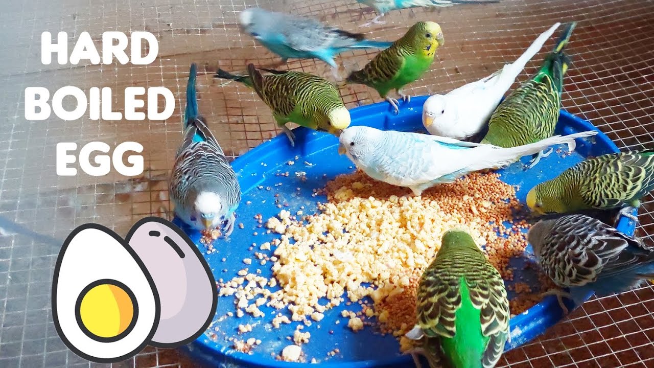 Do Budgies Eat Eggs: Proper Preparation Guide