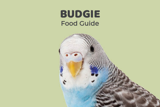 Do Budgies Eat Flowers: Safe Varieties Guide