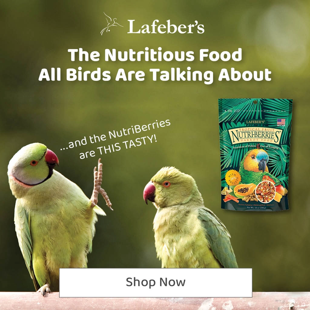 Do Budgies Eat Fruit: Safe Options & Feeding Guide