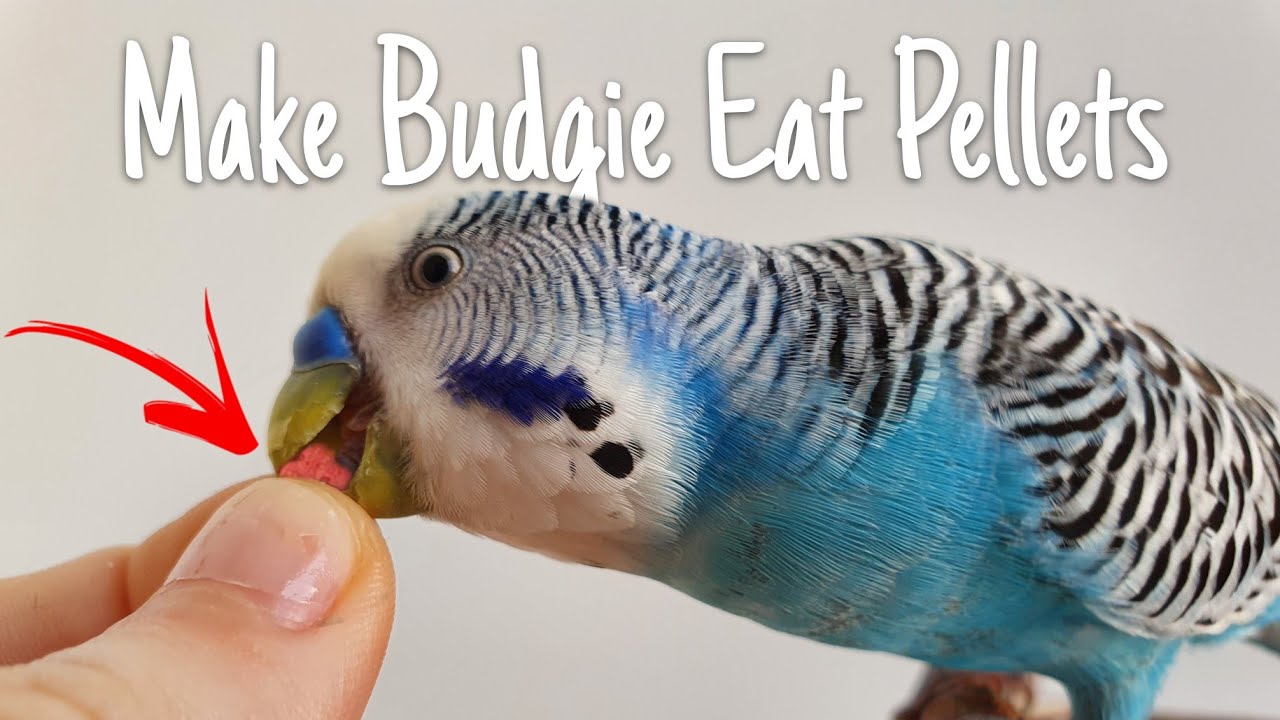 Do Budgies Eat Fruits With Seeds: Safety Tips