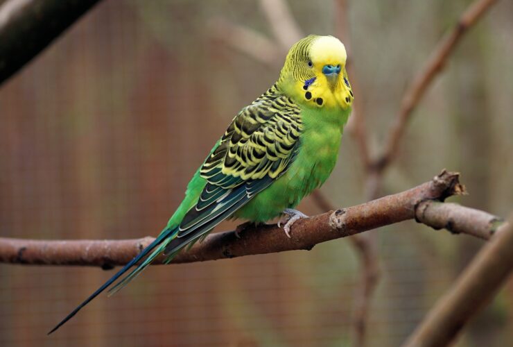 Do Budgies Eat Hemp Seeds: Nutrition Facts