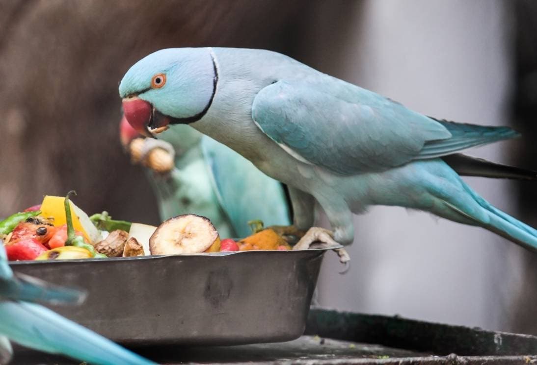 Do Budgies Eat Honey: Safety & Benefits Guide