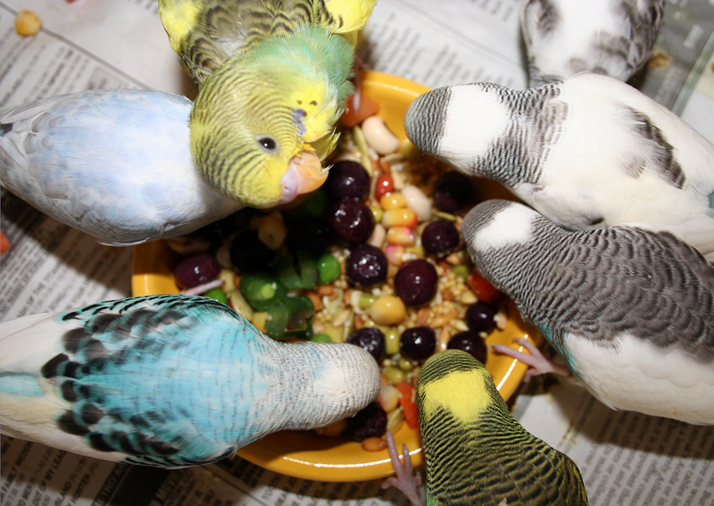 Do Budgies Eat Insects Found: Wild Food Safety