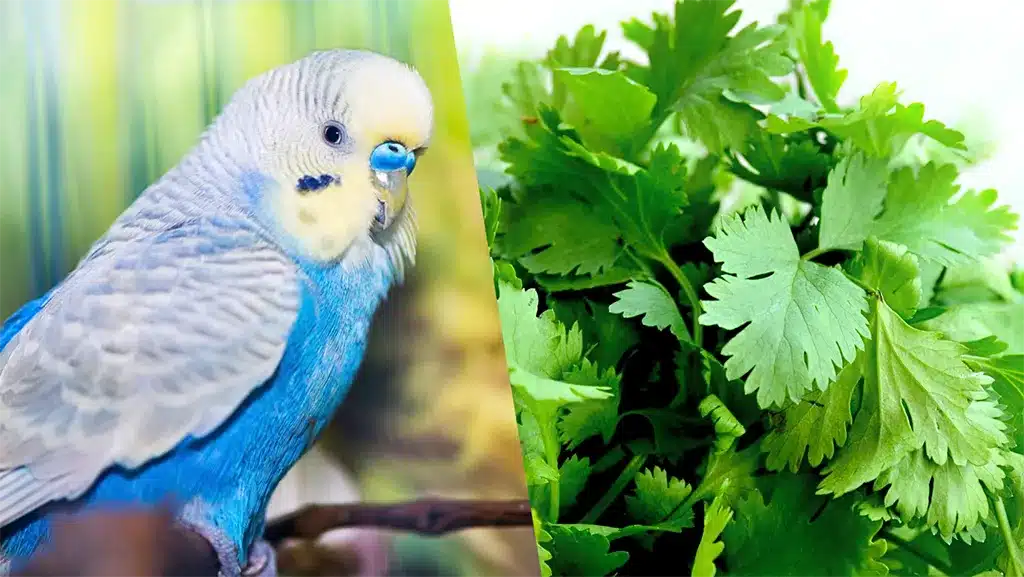 Do Budgies Eat Insects: Safe Types & Benefits