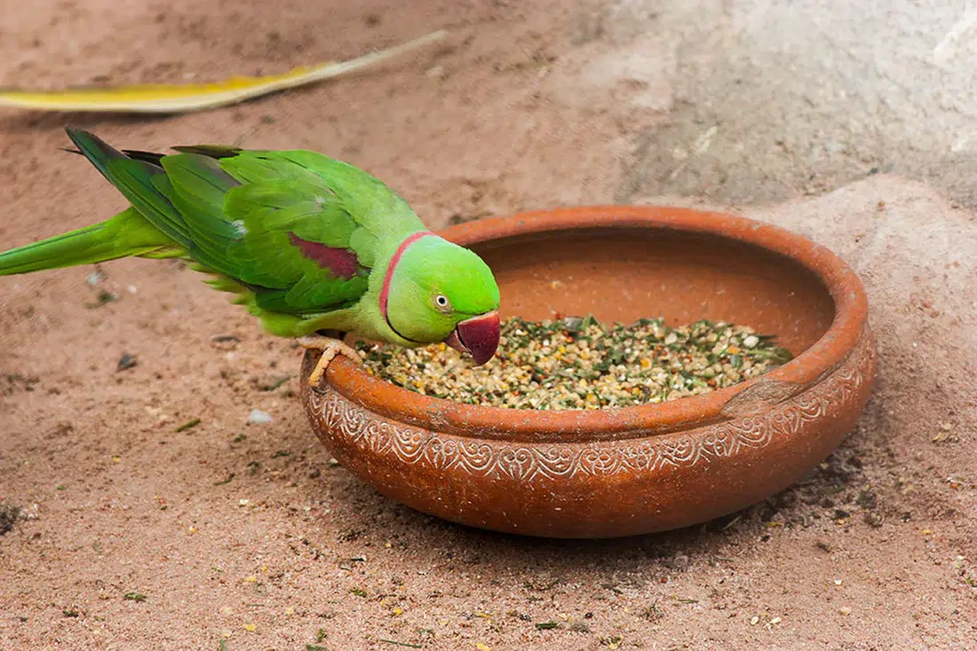 Do Budgies Eat Kale: Nutritional Benefits Guide