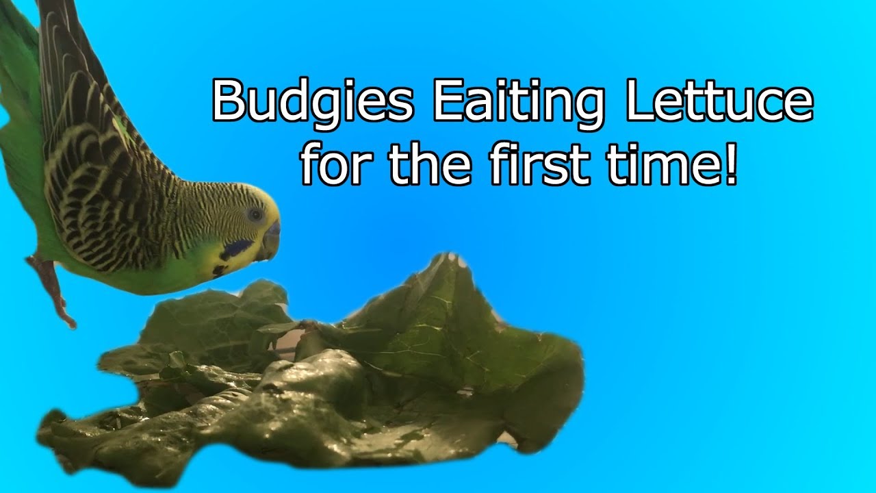 Do Budgies Eat Lettuce: Nutrition & Safety Tips