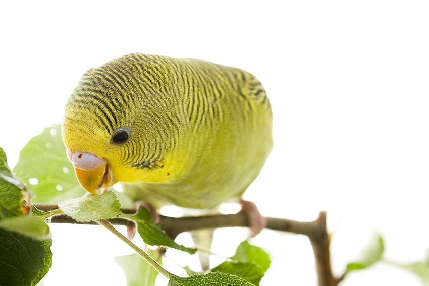 Do Budgies Eat Mealworms: Treat Guidelines