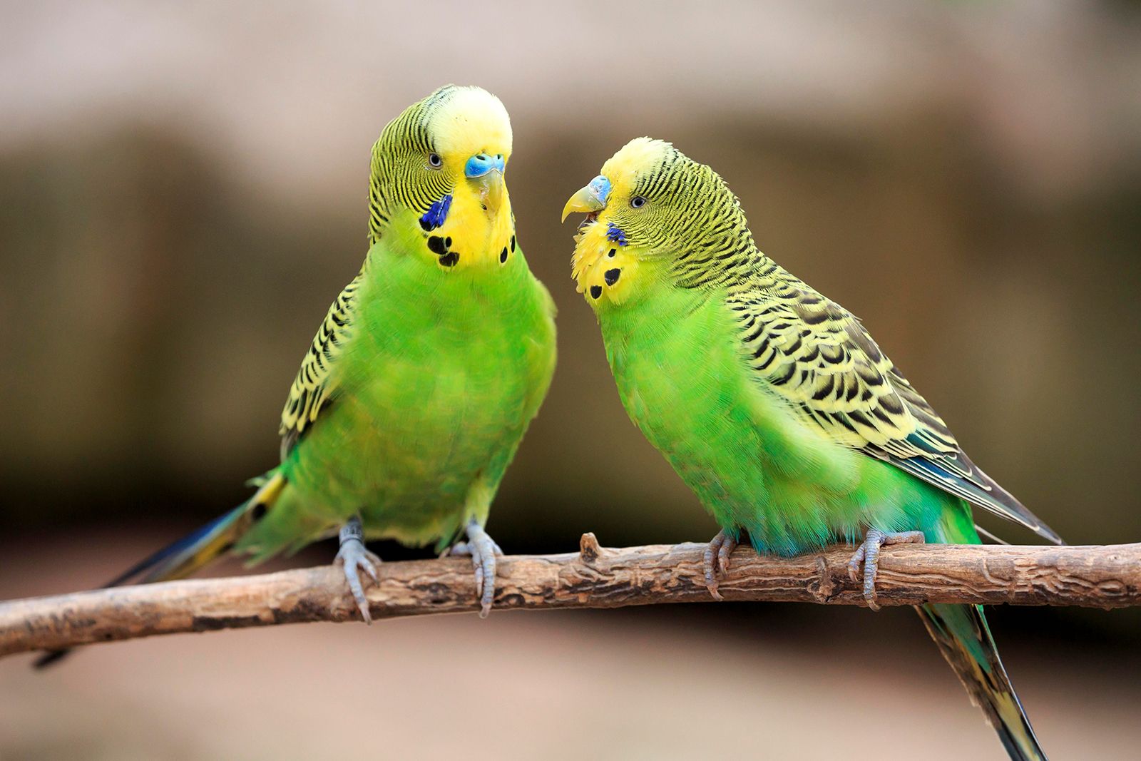 Do Budgies Eat Nectar: Natural Diet Guide