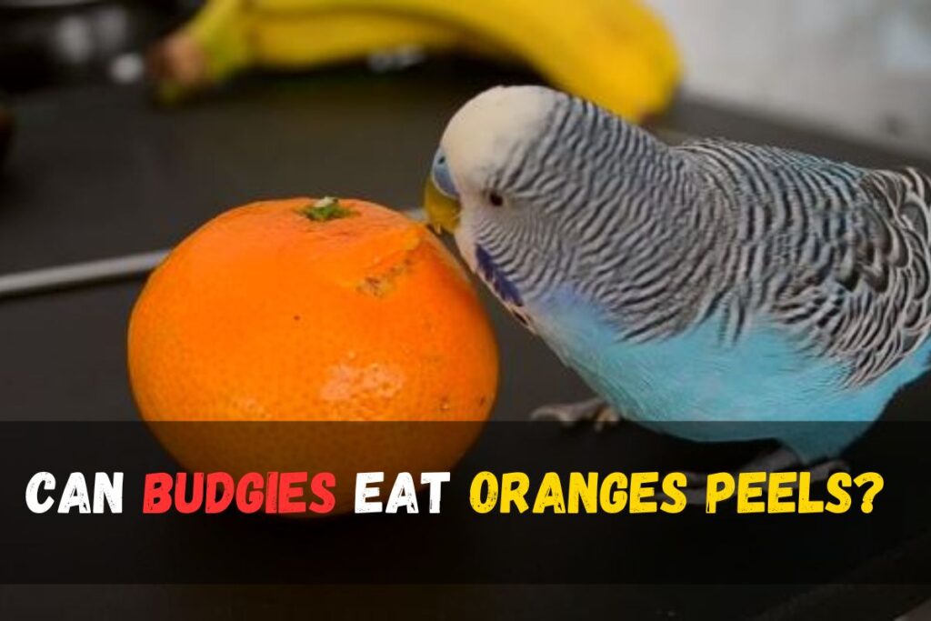 Do Budgies Eat Oranges: Safety & Feeding Tips