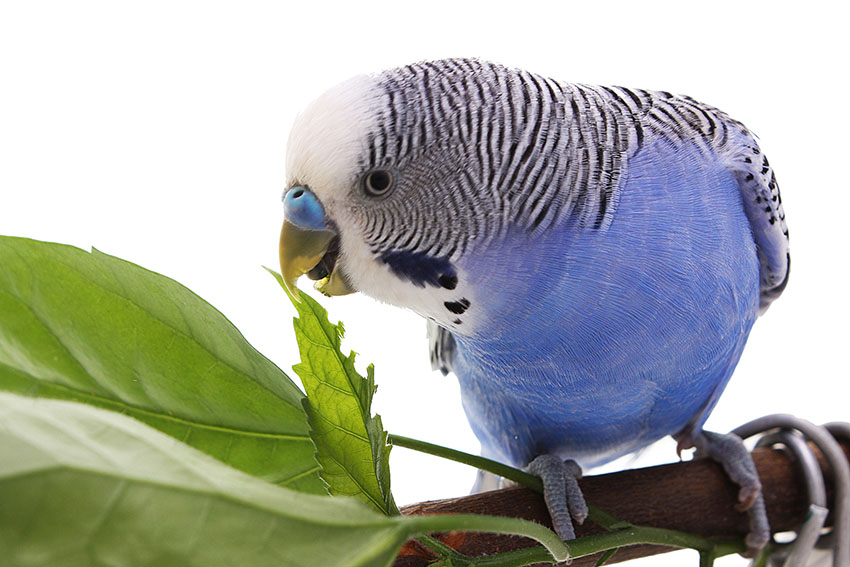 Do Budgies Eat Pasta: Safe Types & Portions