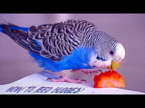 Do Budgies Eat Peas: Fresh vs Frozen Guide