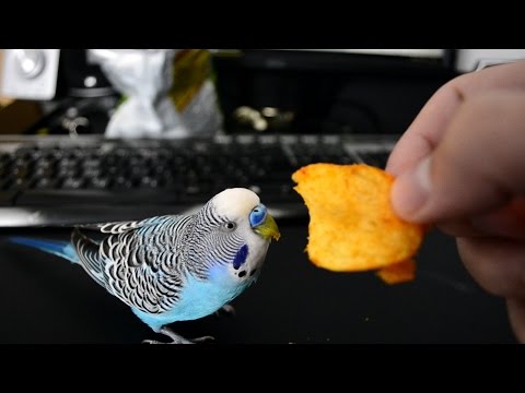 Do Budgies Eat Potatoes: Safe Preparation Tips