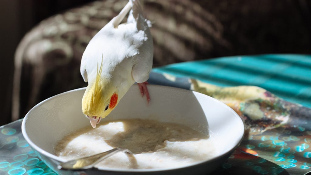 Do Budgies Eat Rice: Cooking & Serving Guide