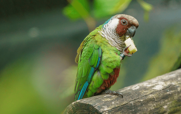 Do Budgies Eat Spinach: Safe Feeding Tips