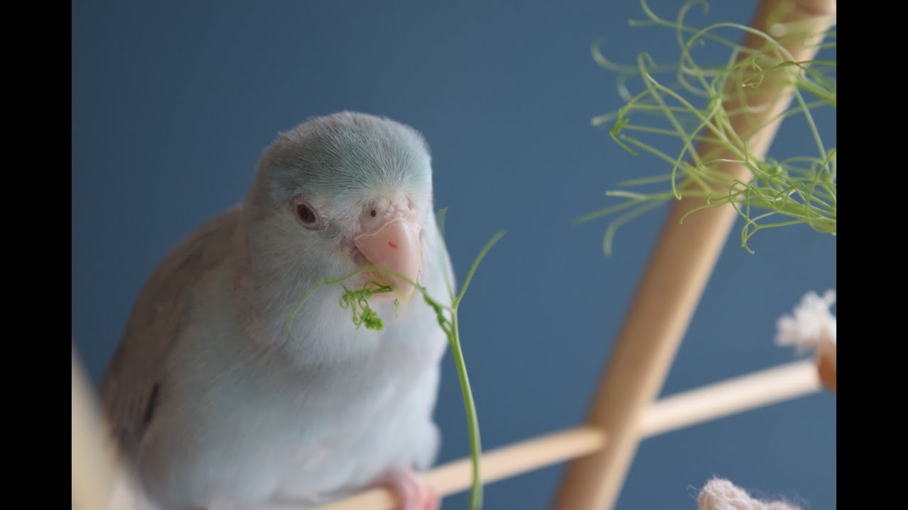 Do Budgies Eat Sprouted Seeds: Growing Tips