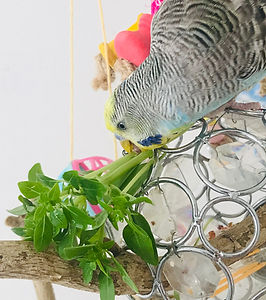 Do Budgies Eat Sprouts: Growing & Feeding Tips