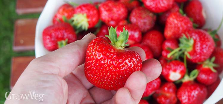 Do Budgies Eat Strawberries: Feeding Guide